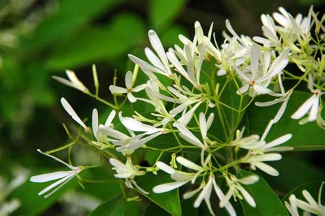 夜來香花期|夜来香 (夹竹桃科)